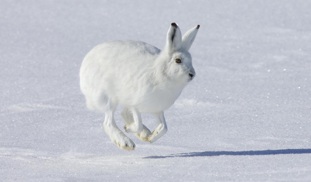 Заяц на снегу
