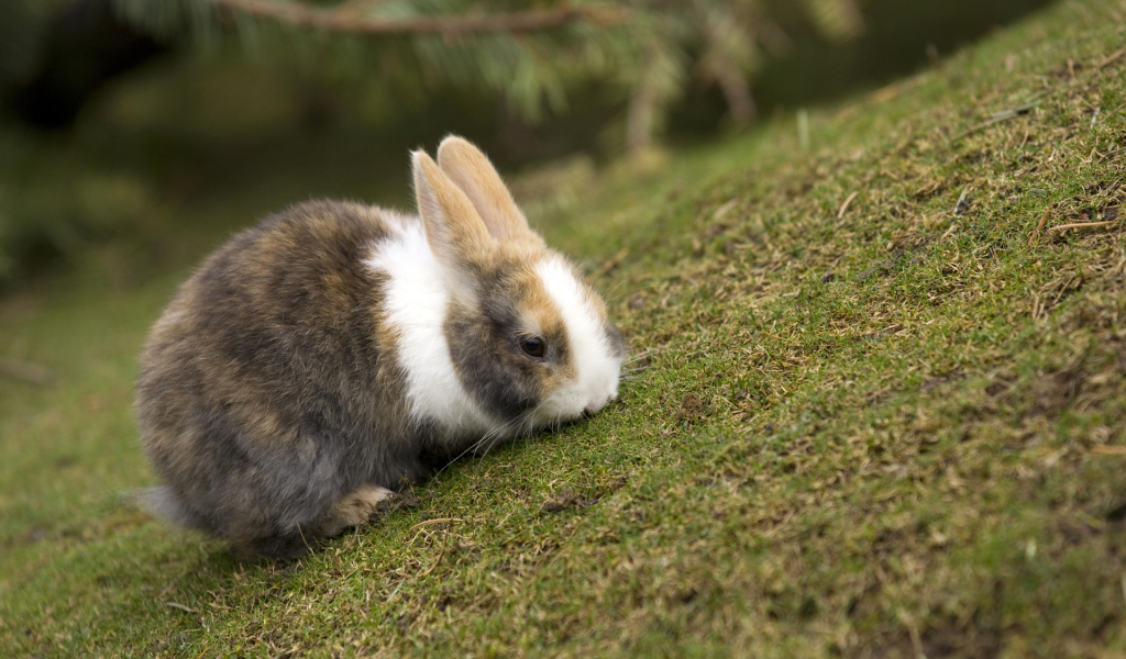 Кролик на травке