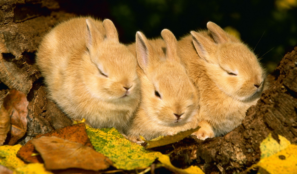 Три кролика