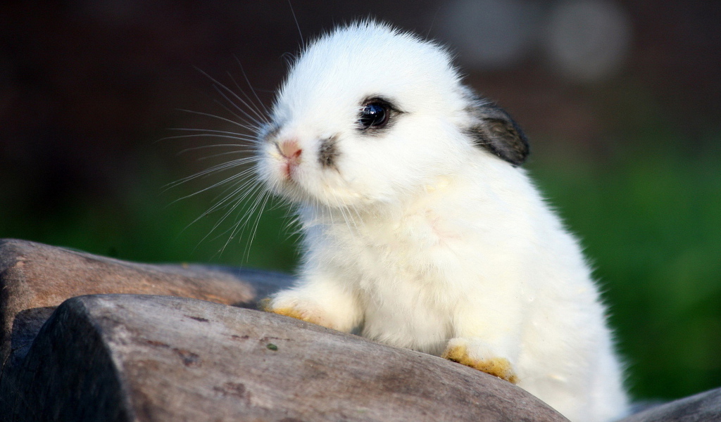 Белый кролик