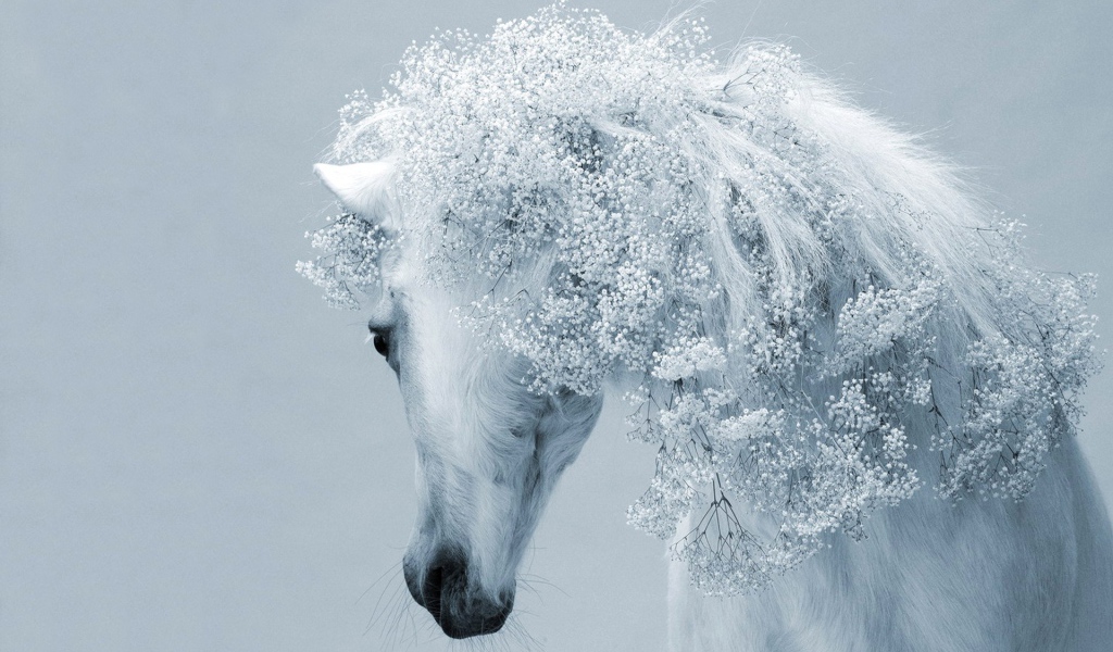 Красивая белая лошадь