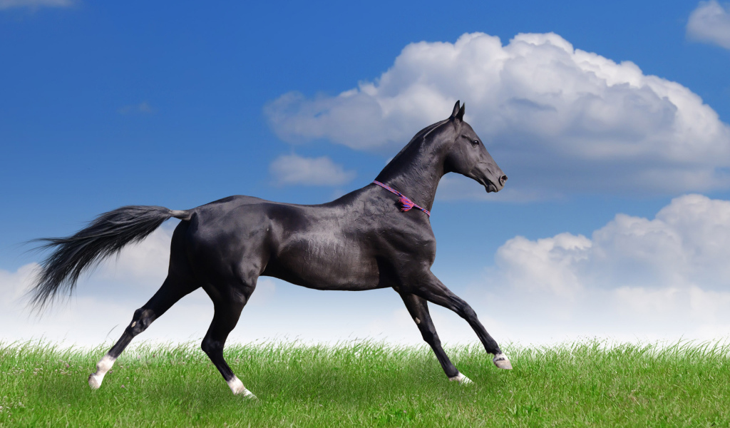 Грациозная лошадь