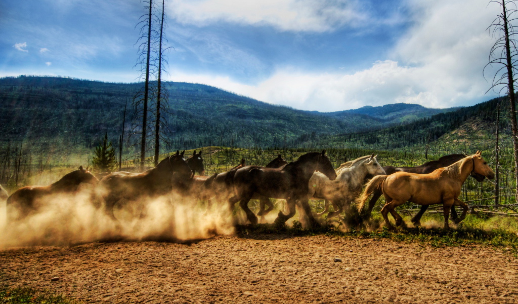 Табун лошадей