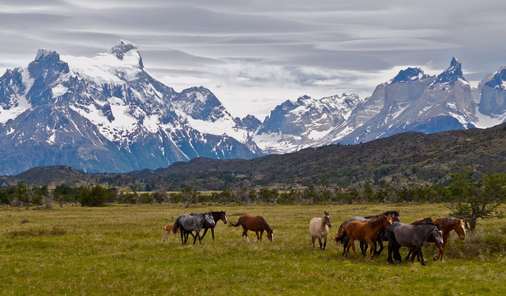 Табун лошадей