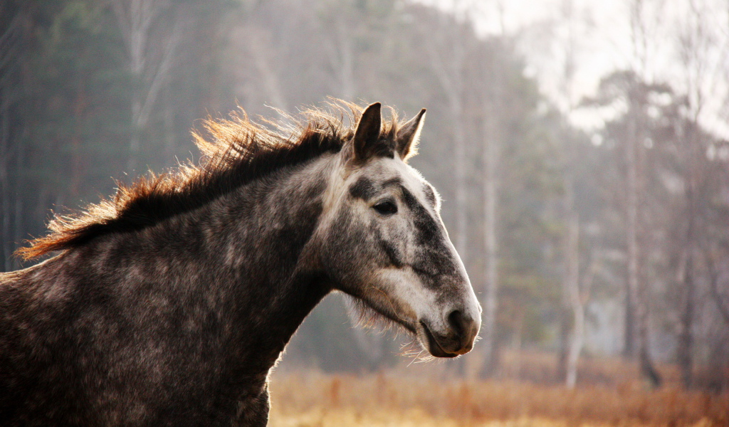 Лошадь на прогулке