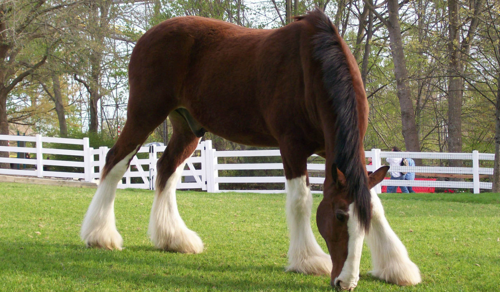 Конь в загоне