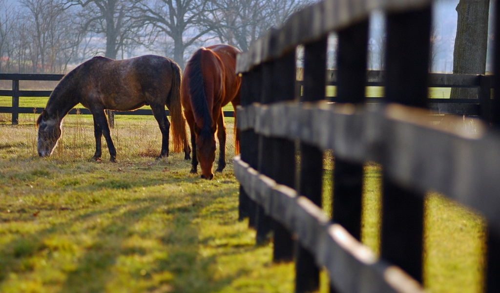 Кони на пастбище