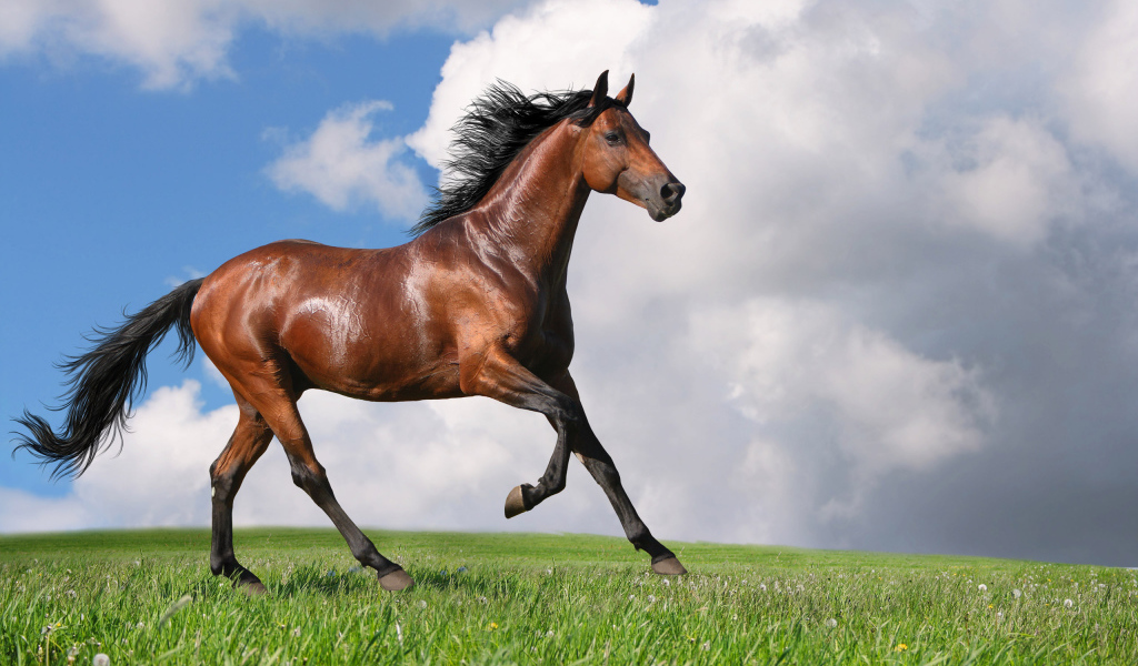 Скаковая лошадь