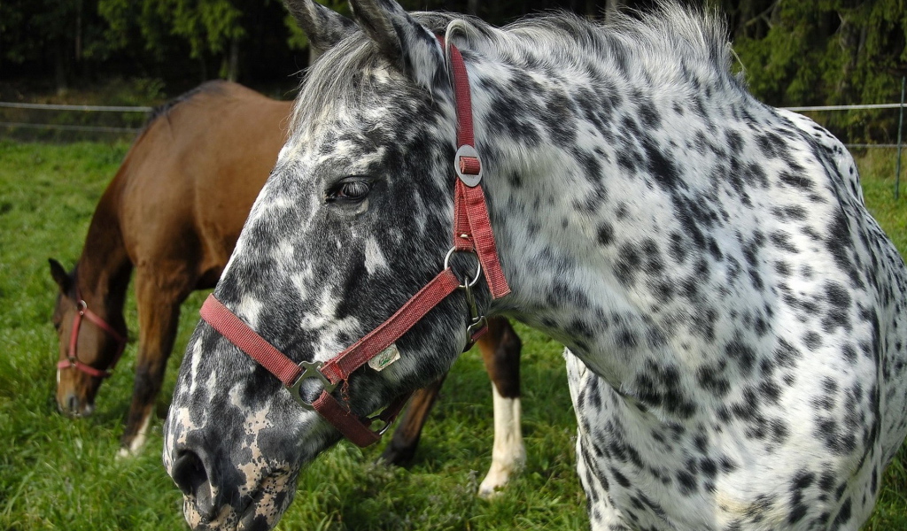 Пятнистая лошадь