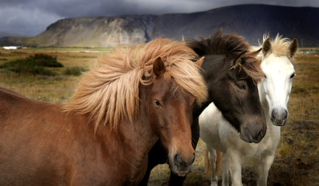 Белый, черный, рыжий