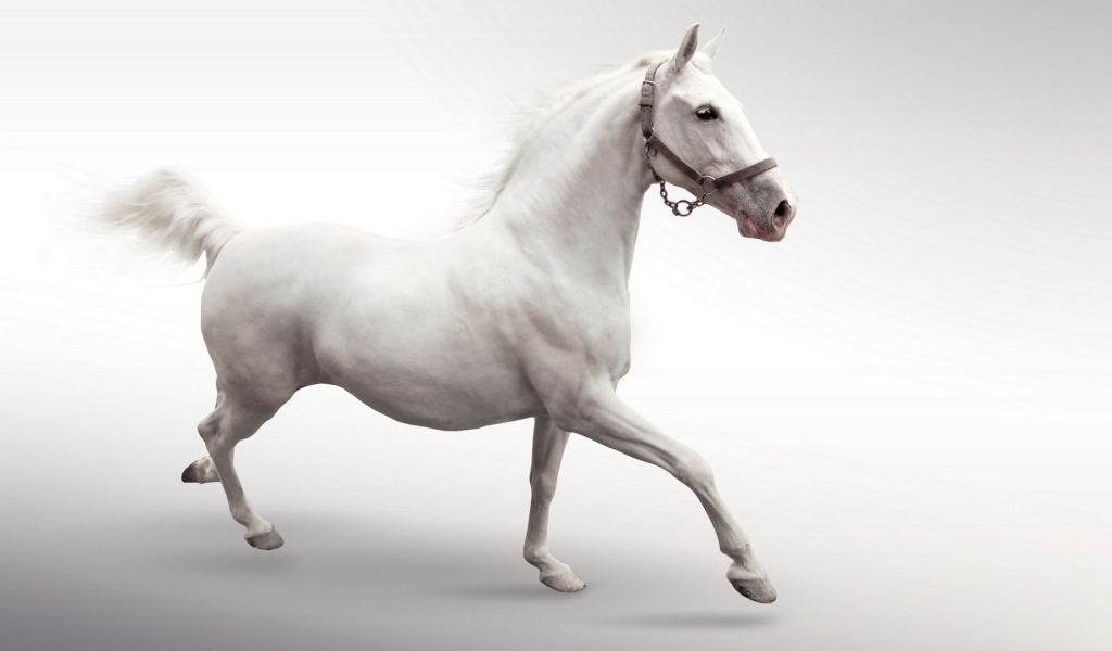 Белый конь