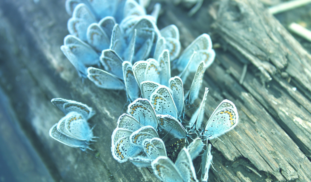 Бабочки на дереве