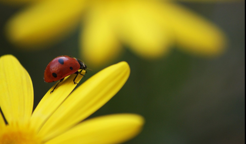 Божья коровка