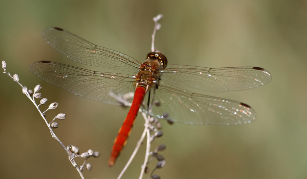 Красная стрекоза