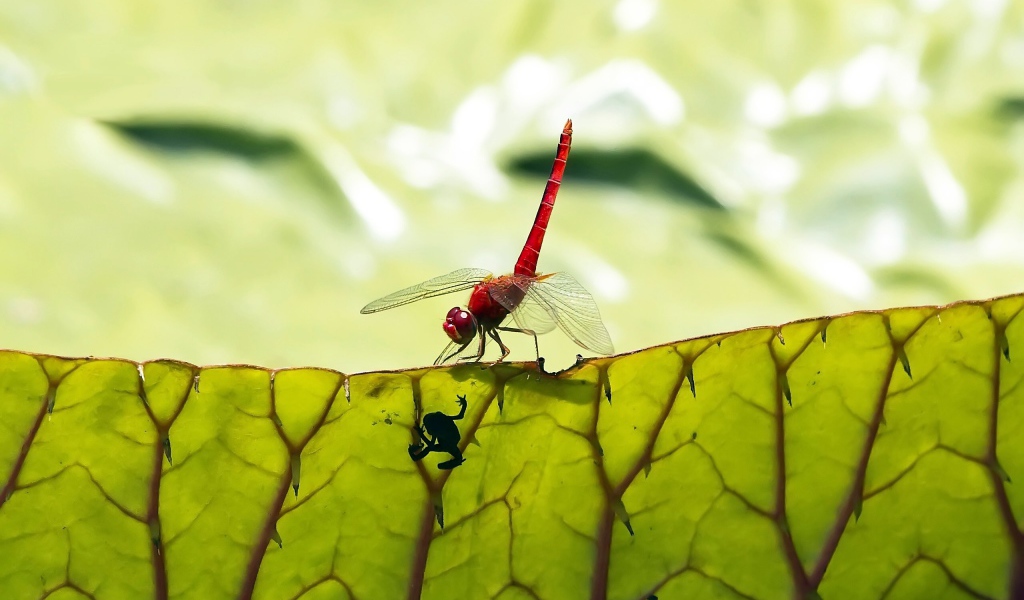 Макро стрекоза