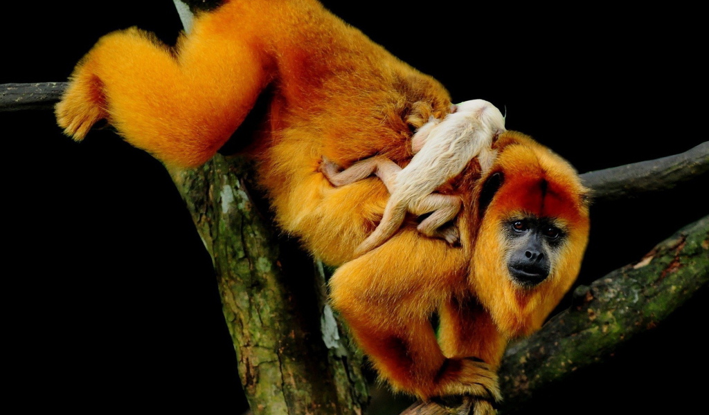 Рыжая обезьяна