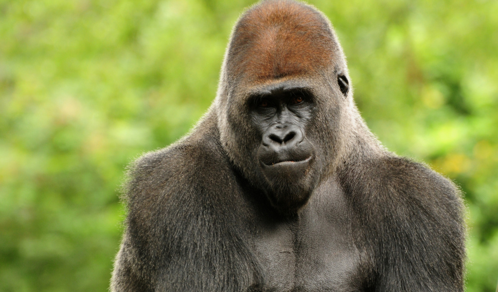 Горилла