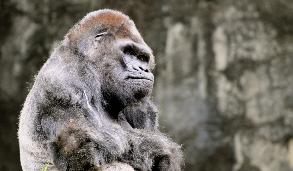 Одинокая горила