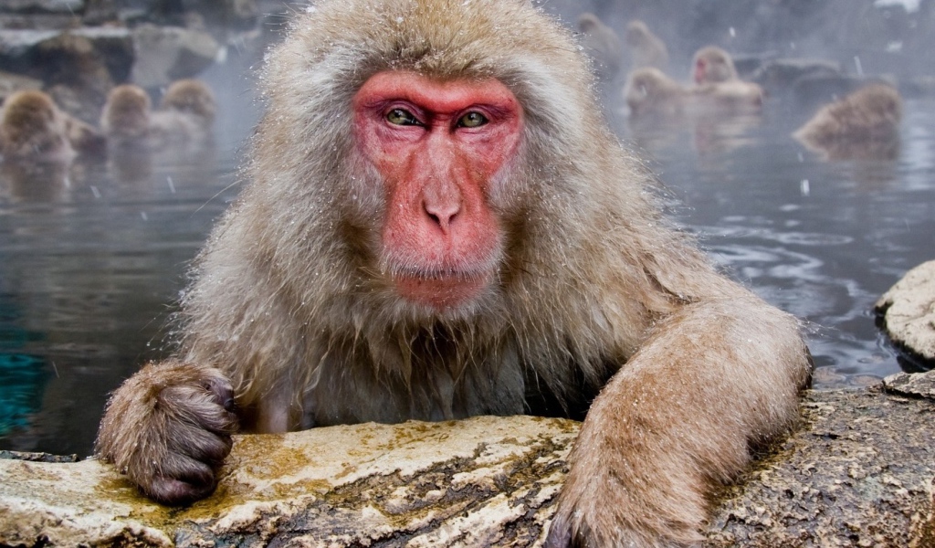 Обезьяны в гейзере