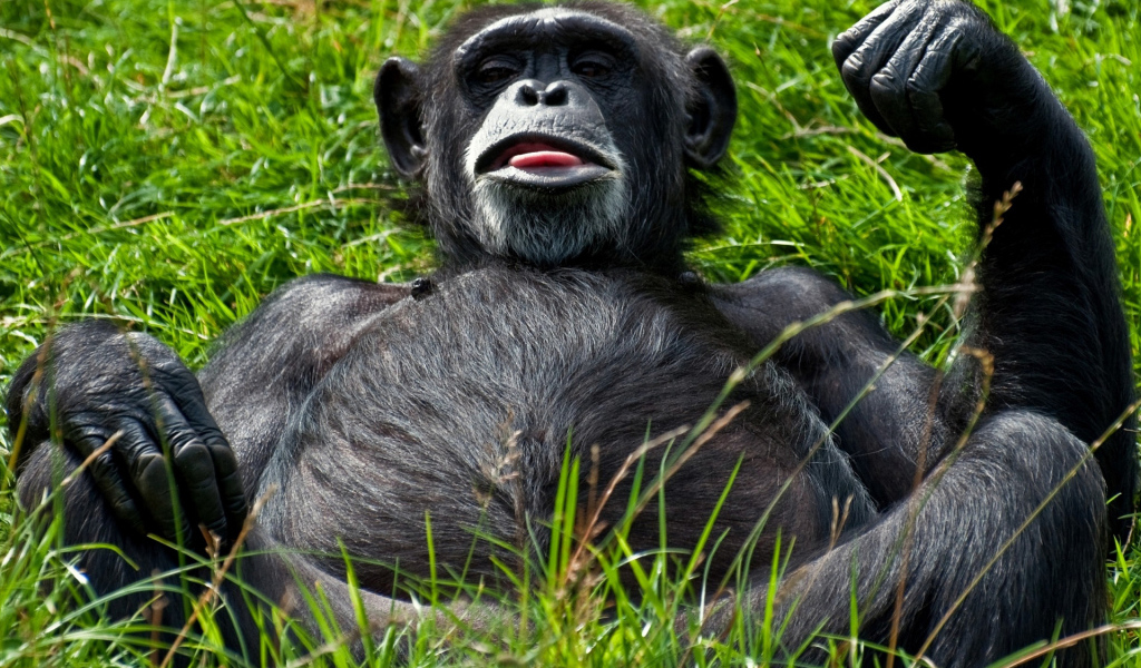 Отдыхающий примат