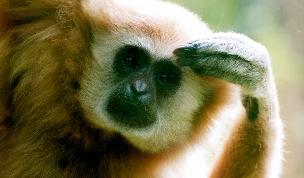 Думающий примат