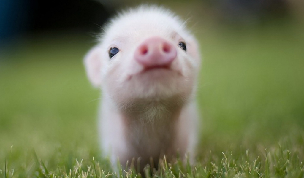 Маленький поросенок