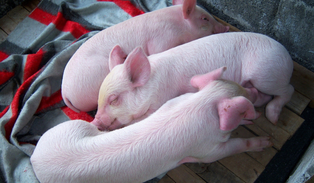 Три поросенка