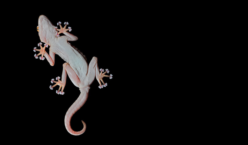 Геккон, лапы-присоски