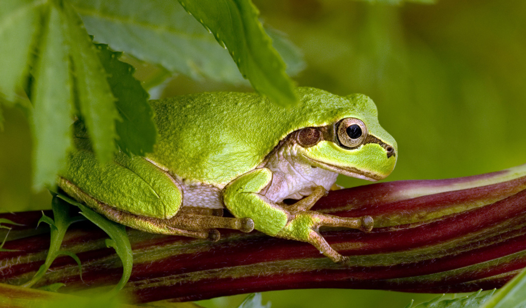 Лягушка Зелёная