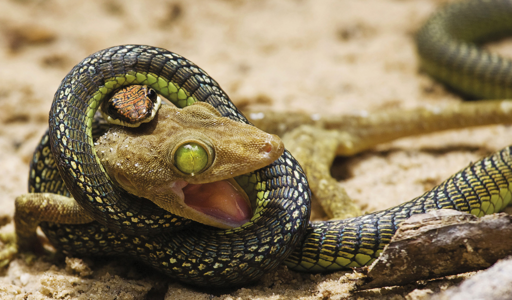 Ящерица против змеи