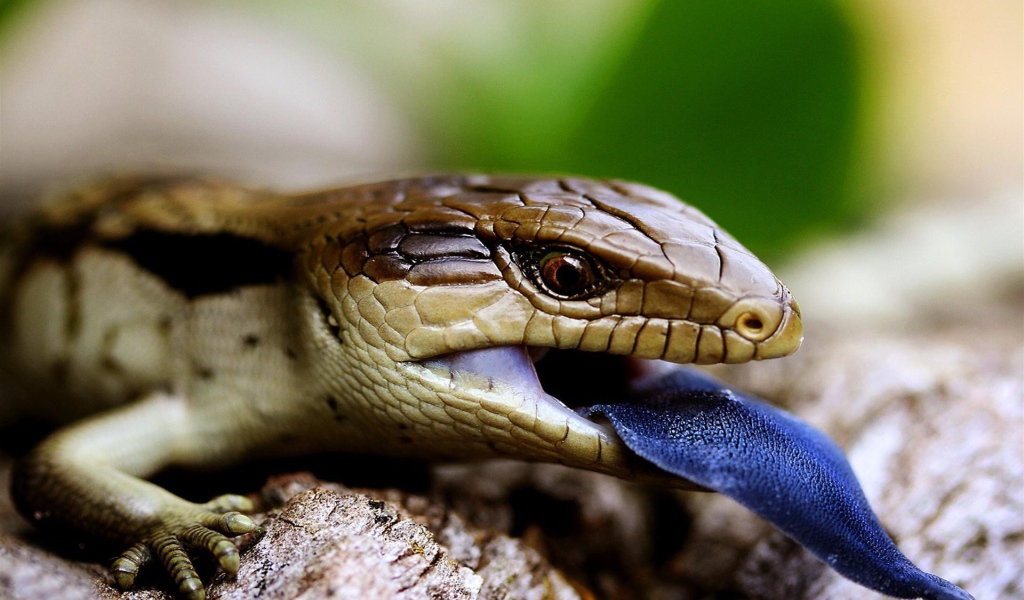 Lizard with a blue tongue