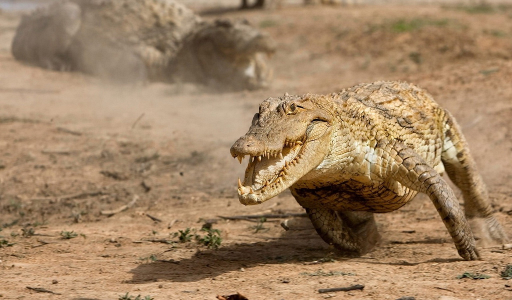 Бегущий аллигатор
