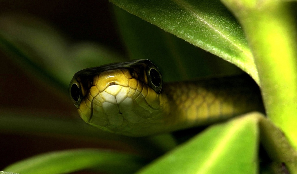 Змея в траве