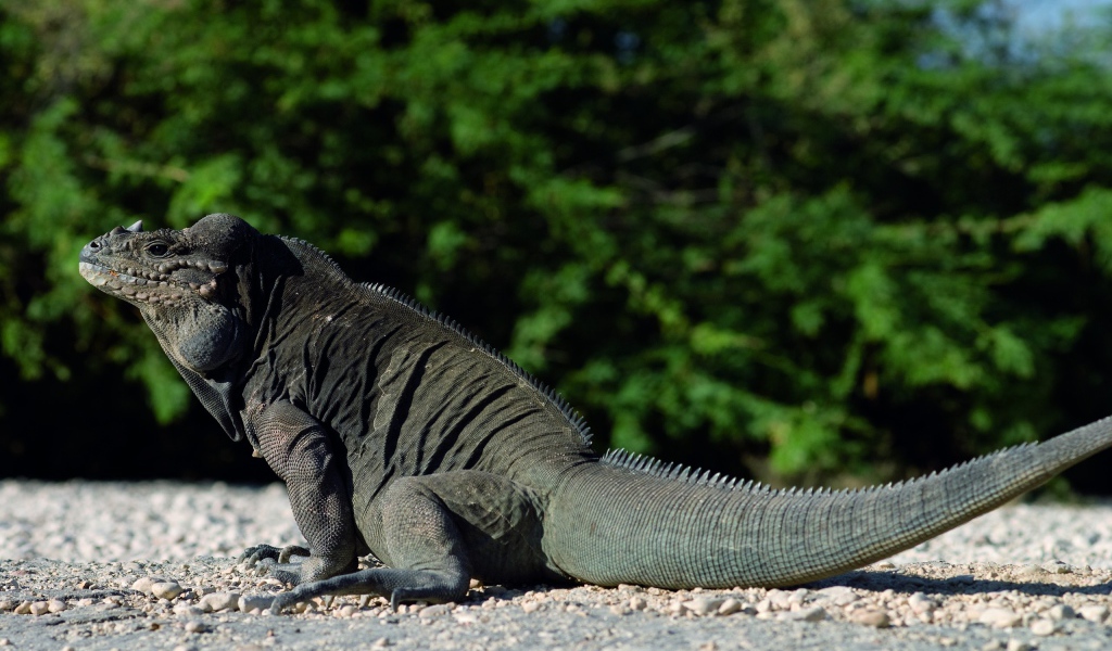 Красивый дракон ящер