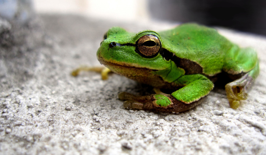 green Frog