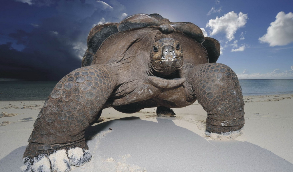 Морская черепаха