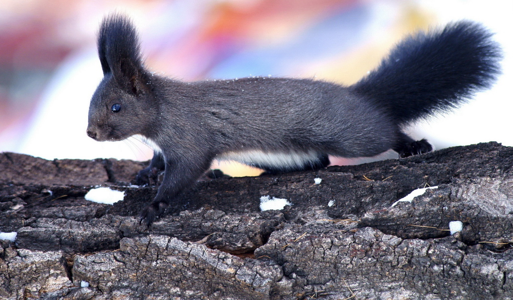 Пушистая белка