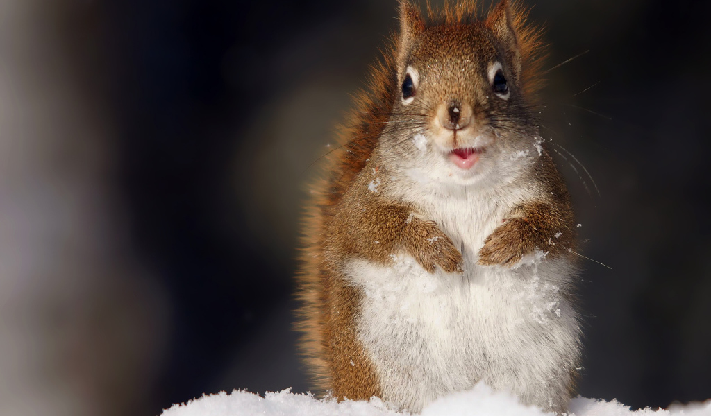 Забавная белка