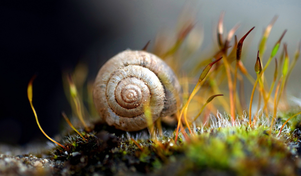 Улитка в траве