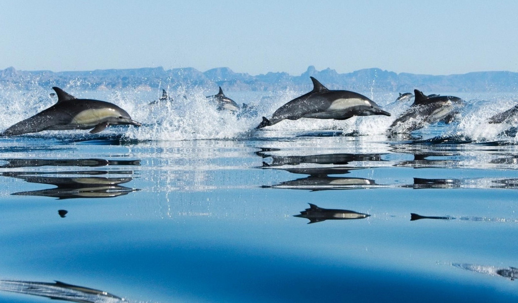 Дельфины