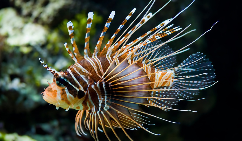 Рыба - Зебра