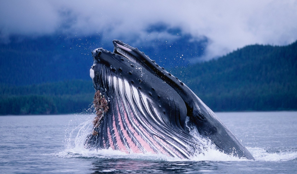 Горбатый кит