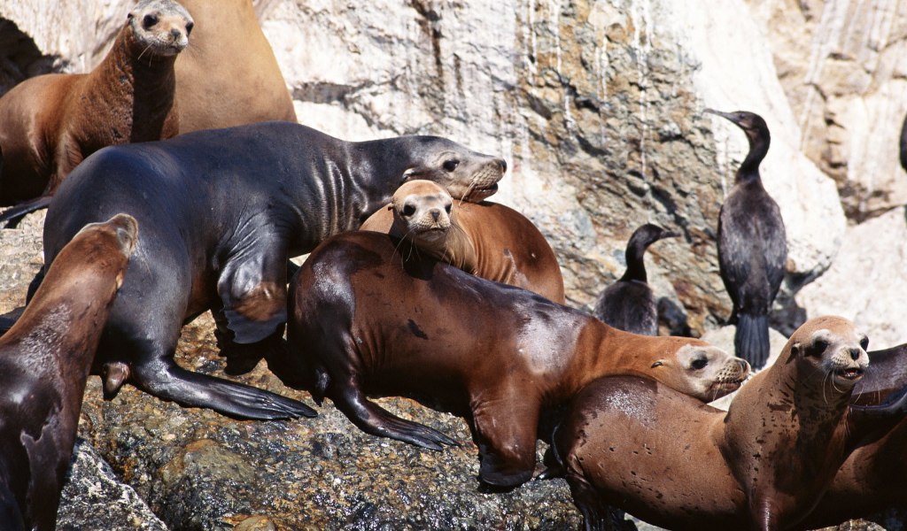 Морские котики