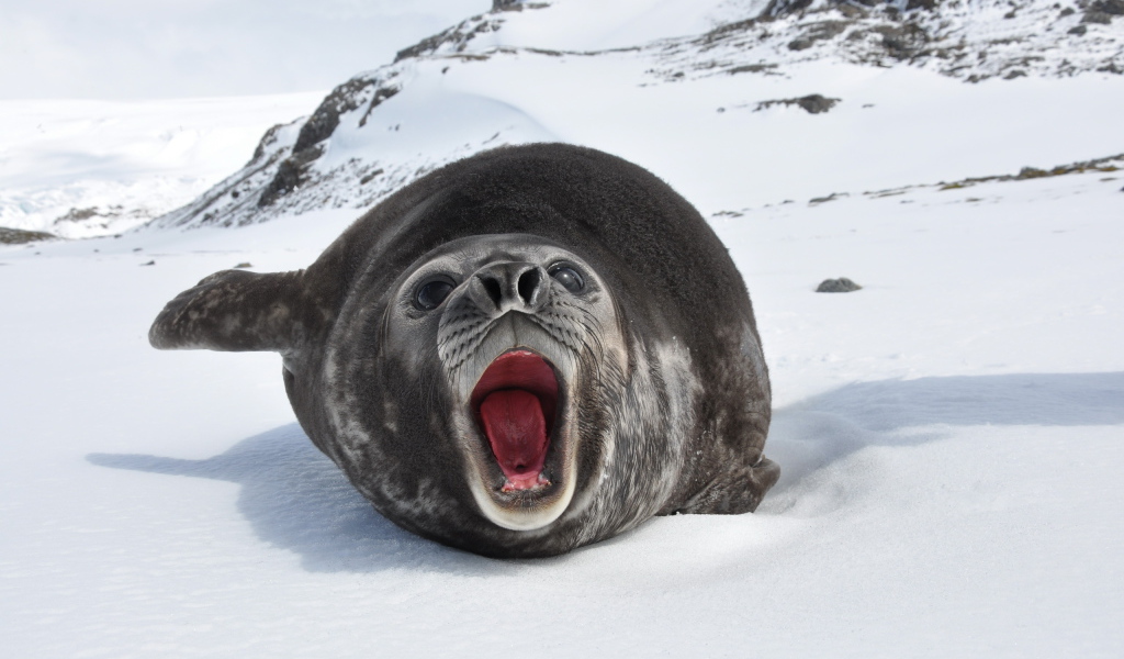 Морской слон