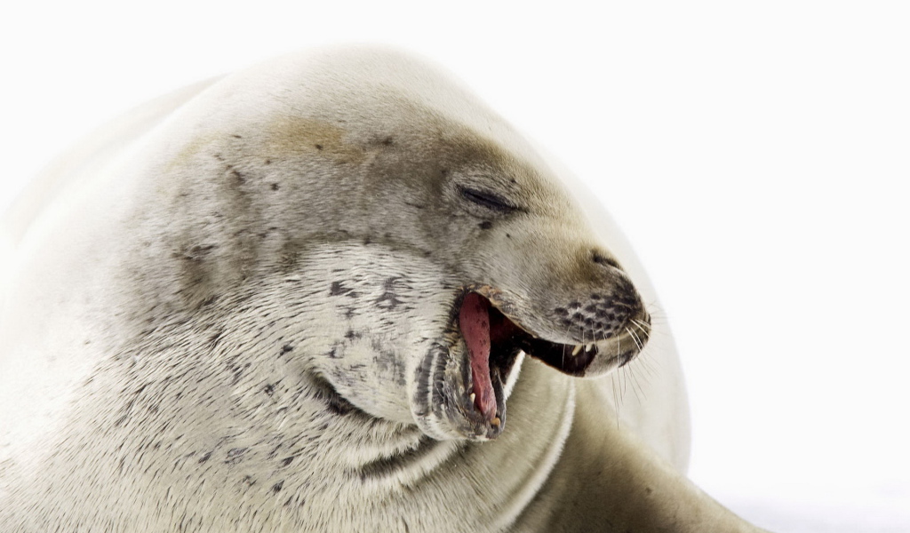 Морской котик