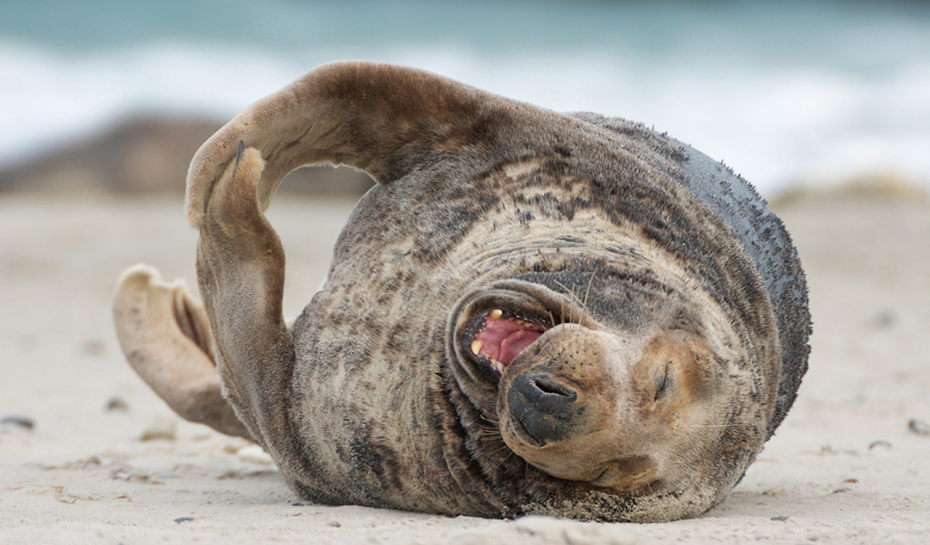 Тюлень на пляже
