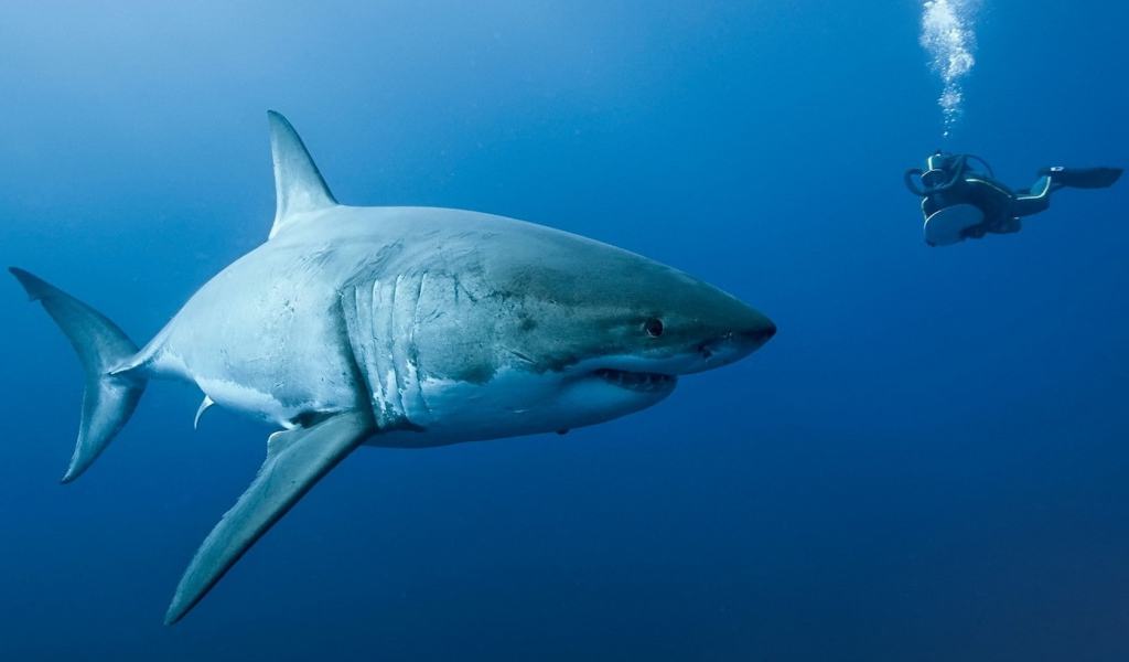 Акула на охоте