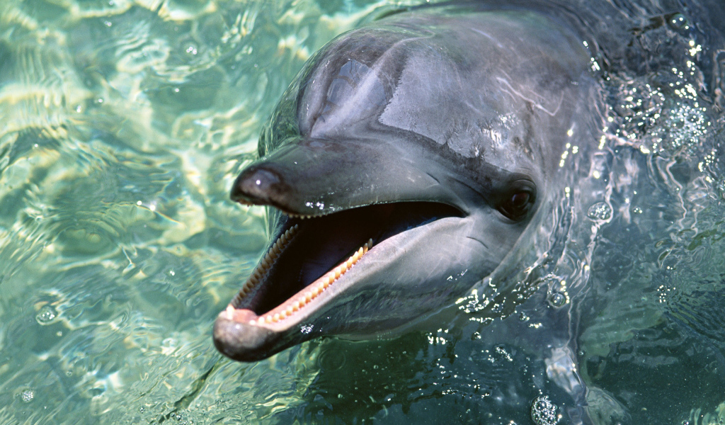 Зубастый дельфин