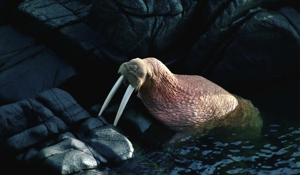 Морж на камнях