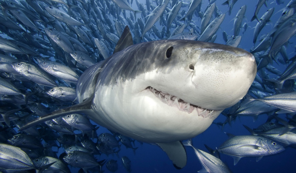 Белая Акула